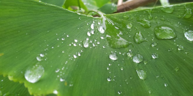 Ayurveda and Female Reproductive Issues